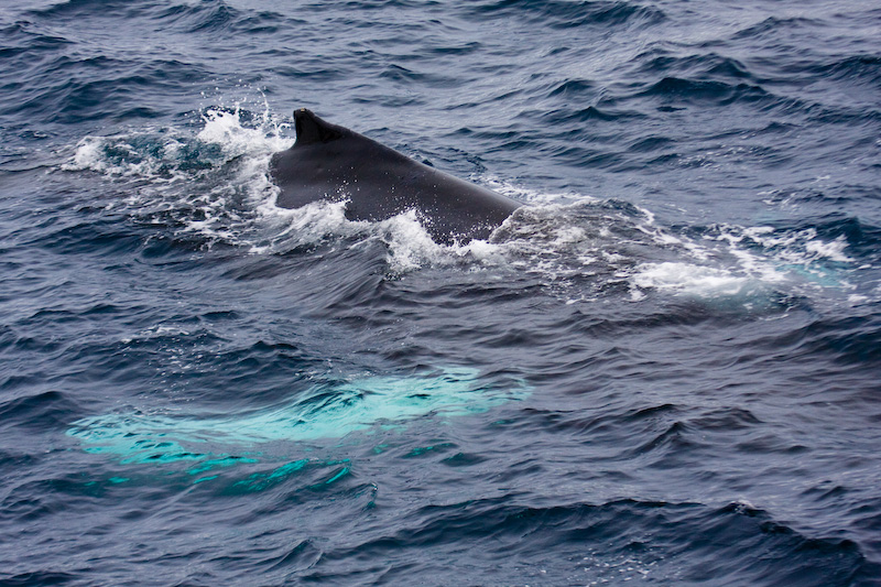 Humpback Whale